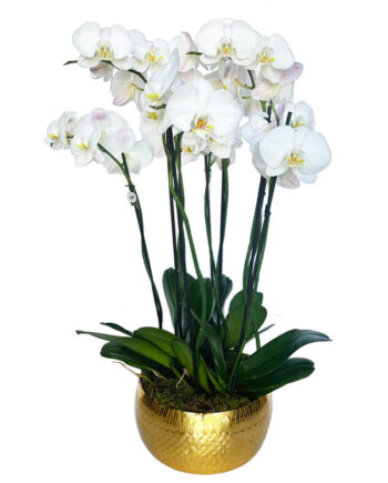 Luxury 8 stem White Orchid