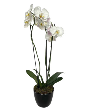triple stem orchid in black pot